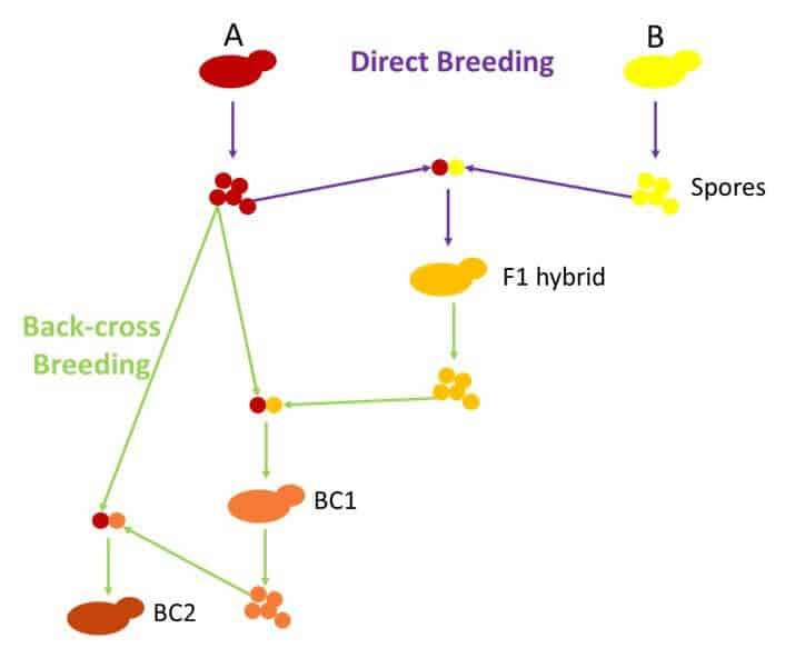 Back-cross breeding wine yeast