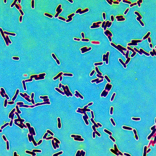 Malolactic Fermentation Experts