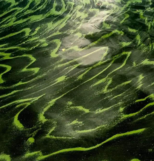 water pollution from no water purification Brisbane_wp
